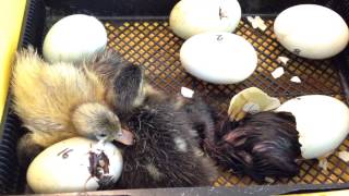 Watch baby duckling hatch [upl. by Small]