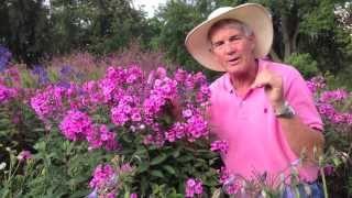 Dr A on Phlox paniculata [upl. by Cirilla]