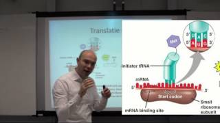 Translatie of eiwitsynthese [upl. by Ahsiekit]