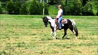 A Warriors Colors 2 yr old TWHBEASSHBEA filly [upl. by Blanding929]