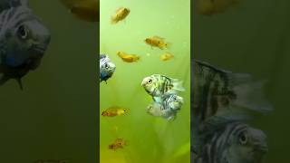 Polar Parrot and Jewel Cichlids Frys growth❤️🔥fish cichlid jewelcichlids shorts fishbreeding [upl. by Pradeep]