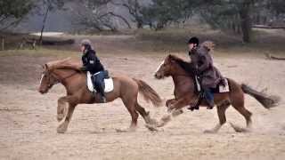 Workshop Paardenfotografie  Hypo Focus [upl. by Yelik]