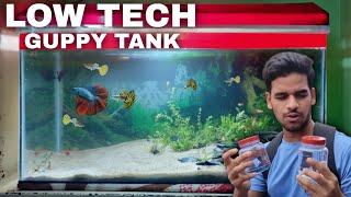 Aquascape Tutorial Guppies  Betta Aquarium  How To Step By Step Planted Tank Guide [upl. by Towny]