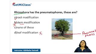 Rhizophora pneumatophores [upl. by Moscow]