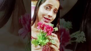 Tera pata malum nahi bollywood hindisong music song ytshort shortvideo lovemusic [upl. by Cone716]