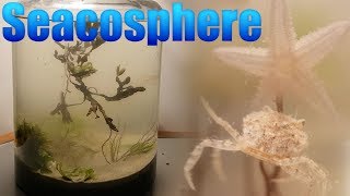 Huge Natural Saltwater Ecosphere  Starfish crabs and a lot more [upl. by Yankee]