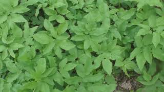 Aegopodium podagraria ground elder herb gerard bishops weed goutweed [upl. by Llertnor]