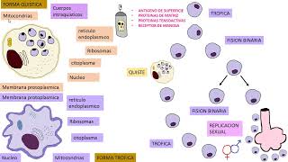 Pneumocystis Jirovecii [upl. by Ahsital]