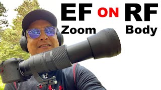 Using a Sigma 150600 EF Zoom Lens On A Canon R6 [upl. by Ahslek766]