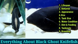 Everything About Black Ghost Knife Fish [upl. by Glanti]