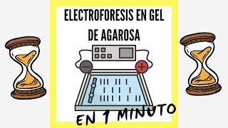 Electroforesis en Gel de Agarosa EN 1 MINUTO [upl. by Nicks]