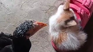 the chicken eating kitten fleas  feeding animals [upl. by Harrow]