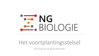 Het voortplantingsstelsel  vorming van de geslachtscellen  HAVOVWO [upl. by Baudoin]