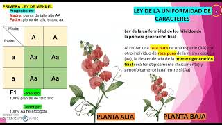 QUÉ DICE LA PRIMERA LEY DE MENDEL [upl. by Annaliese]