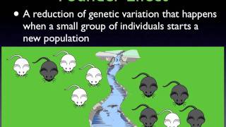 Founder and Bottleneck Effect Evolution [upl. by Mahmud]