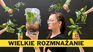 Jak i kiedy rozmnażać ROŚLINY domowe  🌱ROZMNAŻANIE 30 różnych roślin doniczkowych 🌱 VLOG [upl. by Yablon]