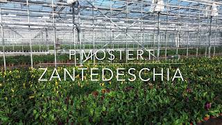 P Mostert  Zantedeschia [upl. by Tolmann]