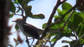 Dominican Republic Birds Ruiseñor [upl. by Alameda]