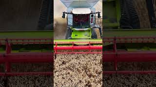 MONSTER CLAAS LEXION 8800 HARVESTING WHEAT YORKSHIRE TRACTOR COMBINE AGRICULTURE FARM [upl. by Eillil]