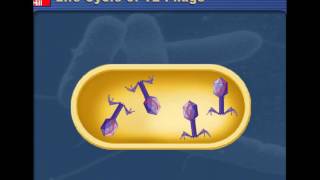 Lytic v Lysogenic Cycles of Bacteriophages [upl. by Htebzile]