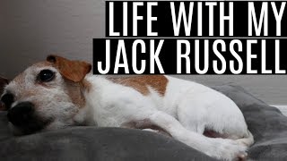 Life With My Jack Russell [upl. by Lempres66]