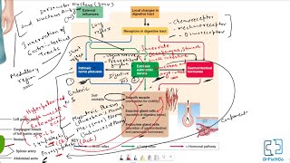 Anatomy and physiology of GIT  Gastrointestinal Tract  Digestive system  Physiology [upl. by Kcinom]