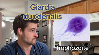 Giardia Infection in Dogs and Cats [upl. by Deyes]