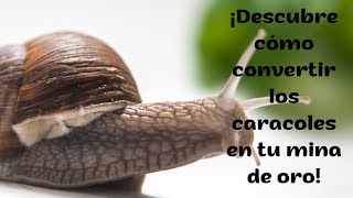 Helicicultura  Cría de caracoles 🐌🐌 Un NEGOCIO Prometedor y exitoso en la Ganadería 🐌🐌👌✔💲 [upl. by Donald499]