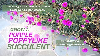 Grow a Purple Poppylike Succulent Calandrinia Cistanthe grandiflora rock purslane [upl. by Neslund768]