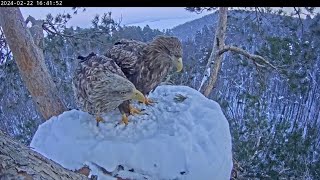 Они вернулись🦅🦅 Кама и Чулман  Whitetailed eagle [upl. by Veronique540]