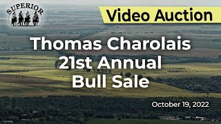 Thomas Charolais [upl. by Herodias76]