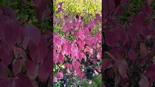 Red Dogwood Amazing Colour in autumn fall and winter autumncolours fallcolors gardentours [upl. by Yevoc457]