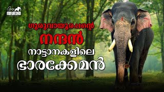 വെടിയേറ്റത് നാല് തവണ ഇന്ന് ആനക്കേരളത്തിലെ മികച്ച തിടമ്പാന  Guruvayoor Nandhan  ഗുരുവായൂർ നന്ദൻ [upl. by Ahsitel]