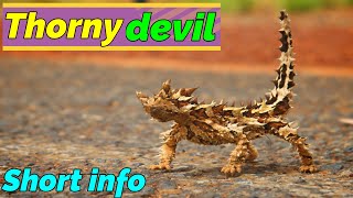 The interesting fact about Thorny devil [upl. by Charbonnier93]