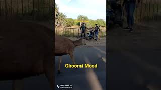 Beautiful Neelgai Road Par Aa Gai  Indian Blue Cow [upl. by Nylitak]