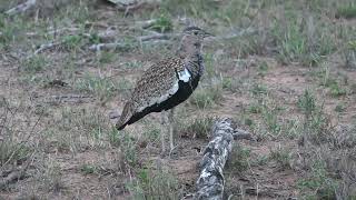 The call of the redcrested korhaan [upl. by Atiugram]