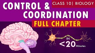 Control and coordination Class 10  Biology [upl. by Sucy]