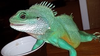 My gorgeous chinese water dragon [upl. by Jodee]