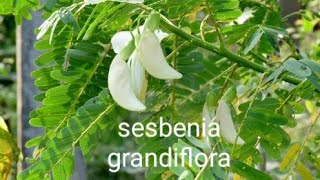 Sesbenia grandiflora agastaagastya humingbird plant ko kaise grow kare kaise dekhbhal kare [upl. by Libbi]