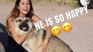 DOG AND OWNER REUNITE AFTER 10 MONTHS APART emotional [upl. by Uta26]