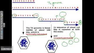 Genome structure of T4 phage [upl. by Garretson574]