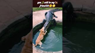 Real🐊friend🐕‍🦺😱  dog vs crocodile  crocodile attack  Wildshikaari007  shorts animals [upl. by March728]