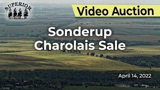 Sonderup Charolais Sale [upl. by Persson]