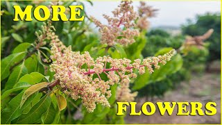 Secret To Mango Tree Flowering  You Wont Believe [upl. by Kire]