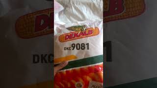 Dekalb dkc 9081 VS Nk 7660 Maize seeds [upl. by Savanna172]