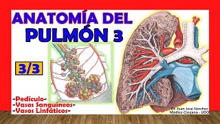 🥇 PULMÓN 33 Anatomía Vasos Sanguíneos Linfáticos y Pedículo Fácil y Sencillo [upl. by Alley]