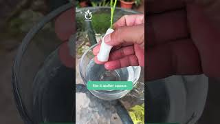 Tips for grafting rose branches🍀garden greenrose namrose [upl. by Oicnedurp]