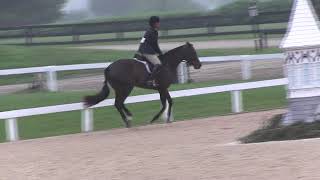 Video of FORTUNE ridden by JENNIFER ALFANO from ShowNet [upl. by Noyart378]