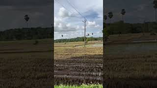 kollengodepalakkad village paddy [upl. by Sisely]