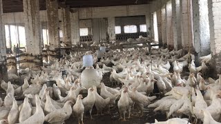 Poultry Farming in Pakistan  poultry farming egg production  part 34 [upl. by Threlkeld]